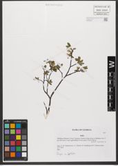 Foto von Salix L.
